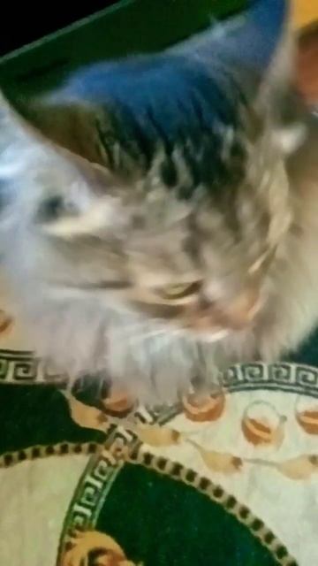 если ты хароший котик скажи мяу смотреть онлайн