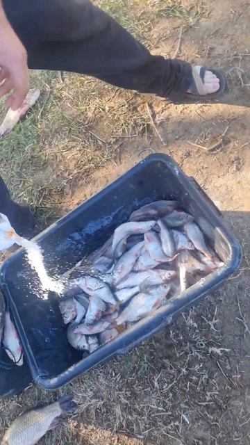 рыбалка в Астрохани Вобла смотреть онлайн