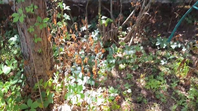 Адский боярышник: уничтожение. Фильм ужасов смотреть онлайн