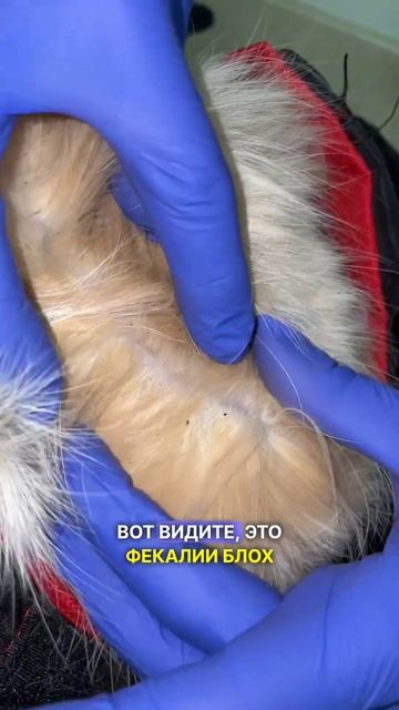 Волшебные цветочки