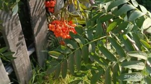 ОТЛИЧНОЕ НАСТРОЕНИЕ С САМОГО УТРА - ГАРАНТИРОВАНО!