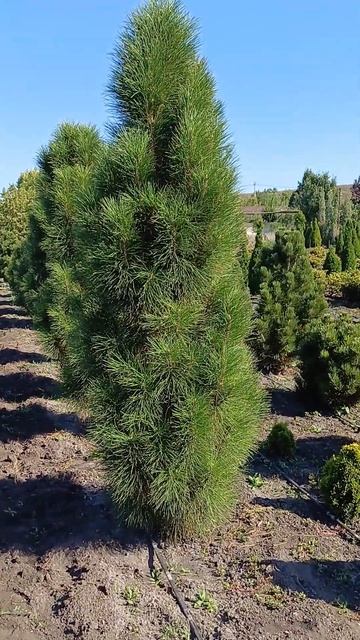 Сосна Грин Тауэр #питомникрастений #сосна #хвойные смотреть онлайн