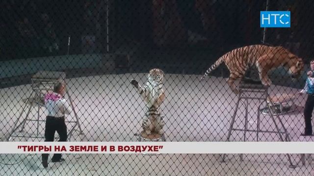 Тигры на земле и в воздухе. "Великий русский цирк" в Бишкеке / 24.12.18 / НТС смотреть онлайн