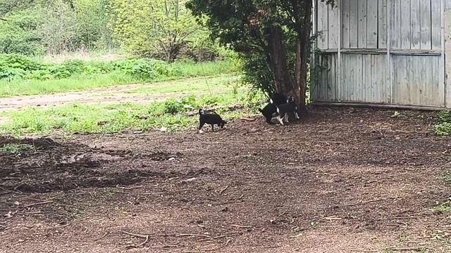 Кто находится в Кисловодске может возьмёте щенков. Парк. Тропа направо от начала Долины Роз. 14 мая. смотреть онлайн