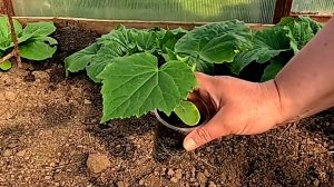 Правильная высадка рассады огурцов в теплицу - залог хорошего урожая!!!