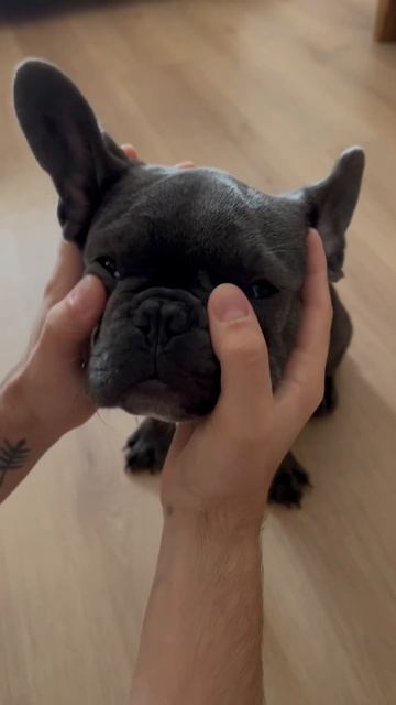 Как вправились третье веко собаке. Выпадение слёзной ? смотреть онлайн