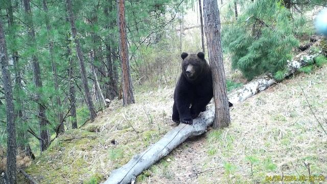 Майский сюжет из медвежьей жизни в Алтайском заповеднике смотреть онлайн