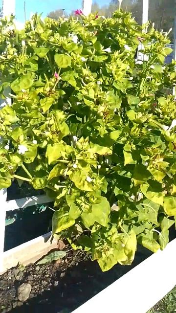 МИРАБИЛИС🥰🦜💐 смотреть онлайн