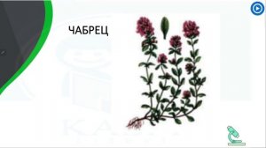 Биология 6 класс Лекарственные растения