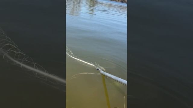 Карп 4,8 кг #рыбалка #carpfishing смотреть онлайн