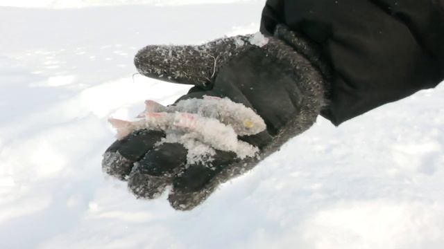 Состоялся турнир по зимней рыбалке «На крючке» на Кис? смотреть онлайн