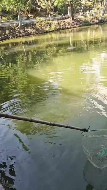 ловим сазана, Нячанг смотреть онлайн