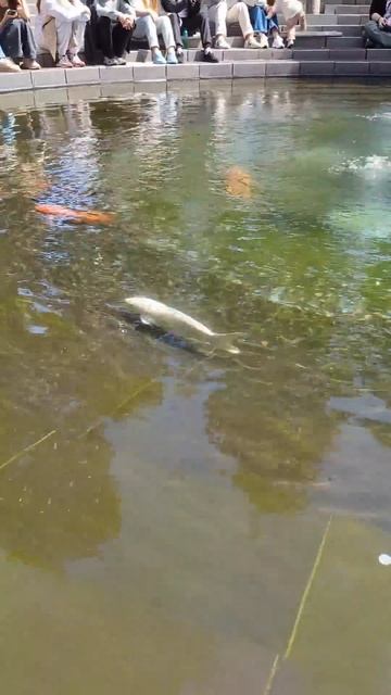 Прогулка в Парке Галицкого #краснодар смотреть онлайн