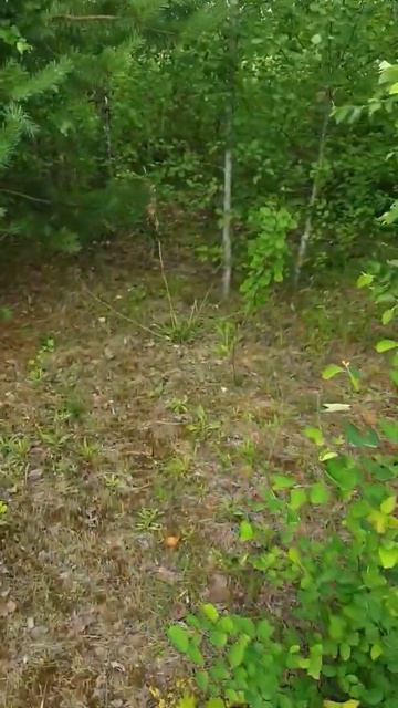 У всех грибы есть, а у нас пока нет ... смотреть онлайн