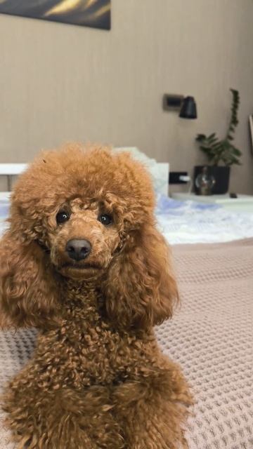 Нет счастливее человека, чем тот у кого есть собака.... ? смотреть онлайн