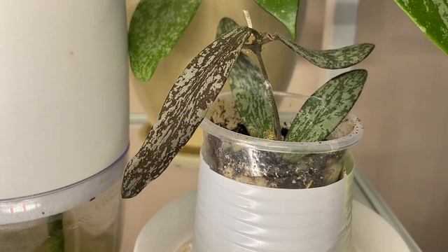 100 растений в квартире. Цветочный влог и обзор комнатн