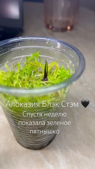 Алоказия #комнатныерастения #plants #джунгливквартире #ф? смотреть онлайн