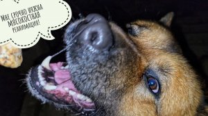 Пёс Кубик подрался с собакой Радиком. Сова Ёль проветривпет своё яйцо