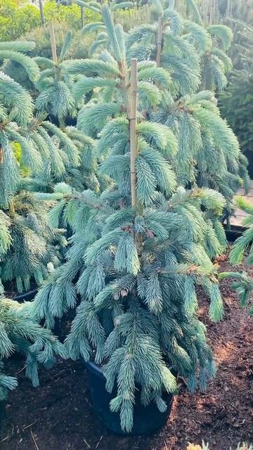 Ель Эльгельмани Глаука) условия приобретения, в комме? смотреть онлайн