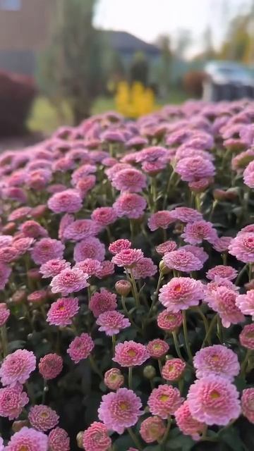 Фото и видео сада без фильтров ❤️ #сад #садоводство смотреть онлайн