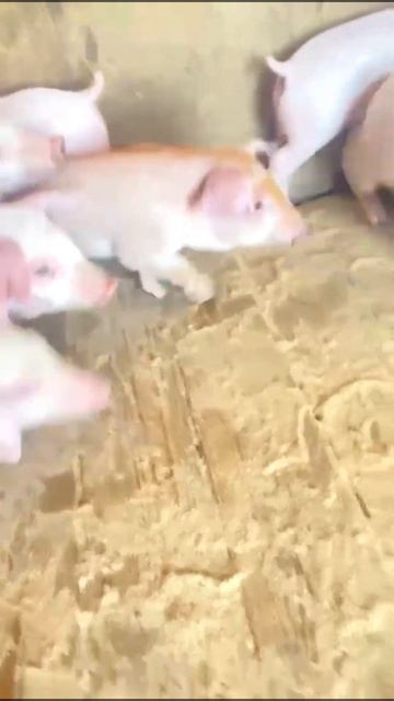 🐖Поросята 3-х породный гибрид (Дюрок+Ландрас+Йёкшир). ? смотреть онлайн