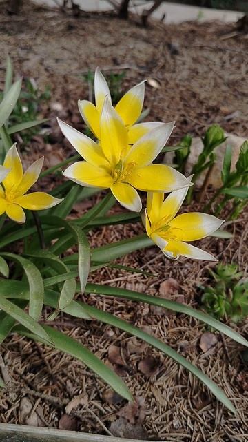 Тюльпан ботанический 'Тарда' в нашем саду 2025 смотреть онлайн