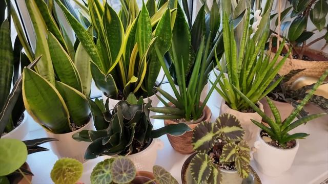 обзор РАСТЕНИЙ у цветочного БЛОГЕРА @lazygreedy ЕЛЕНЫ | сти? смотреть онлайн