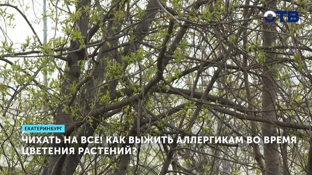Аллергия на цветение: лайфхаки от врача-пульмонолога смотреть онлайн