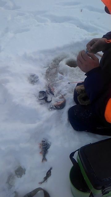 Чел, у тебя клюёт, таёжная рыбалка! #shorts