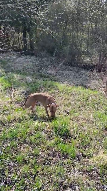 Я узнал, зачем на самом деле собаки едят траву смотреть онлайн