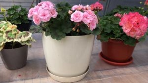 Пеларгония. Ю Бэла. Моя большая неудача 😩