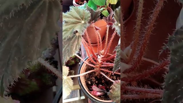 Бегонии, всё возможно, пробуйте#мадамСадовод#бегонии смотреть онлайн