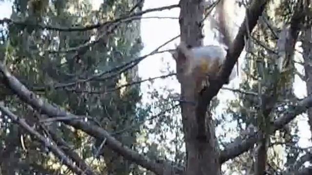 Смешные животные. Мимишная Белка смотреть онлайн