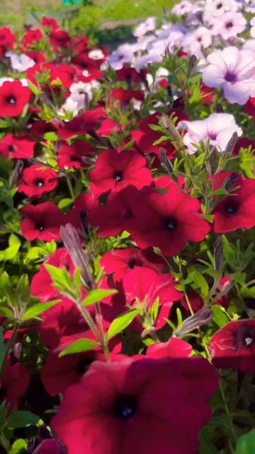 Поляна петуний Тайдел 14.08.24#flowers #garden #петуния #gardening #love смотреть онлайн