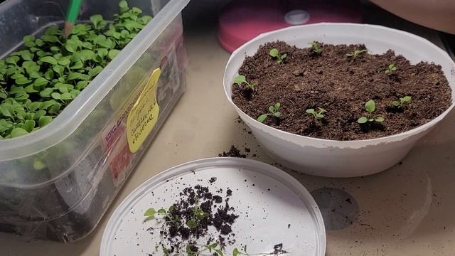 петуния не в гранулах от 26.01. Пикирую в бОльший объем . 1 смотреть онлайн