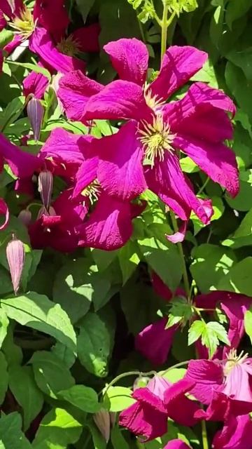 Клематис Мадам Джулия Корревон. вацап 89128056383 #питомник смотреть онлайн