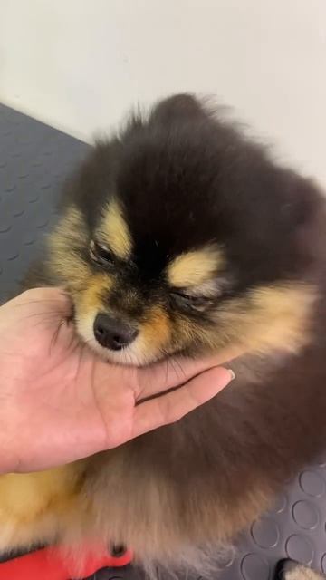 Шпиц красавчик, на груминге