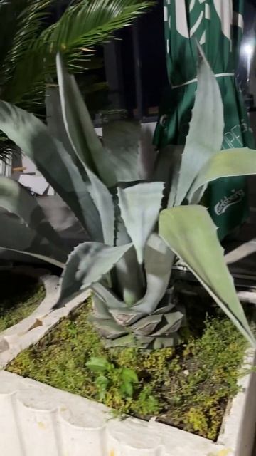 😁 #адлер #сочи #алоэ смотреть онлайн