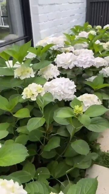 #first #white #hydrangea#гортензия#garden#гортензія#сад#flowers#park#jardin #s смотреть онлайн