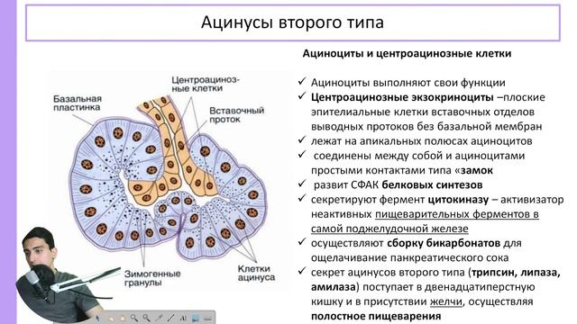 Поджелудочная железа |  Пищеварительная система |  Частная гистология