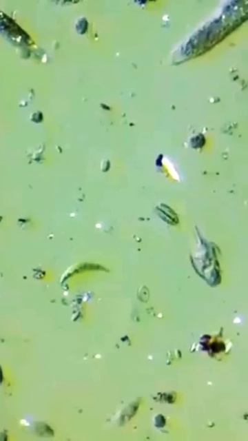 Что есть в капле морской воды смотреть онлайн