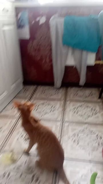 Ориентальный кот ест суп #натуральноепитание #ориента смотреть онлайн