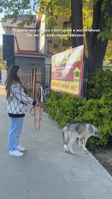 Есть собаки спокойные и умные, а есть хаски))) #животные смотреть онлайн