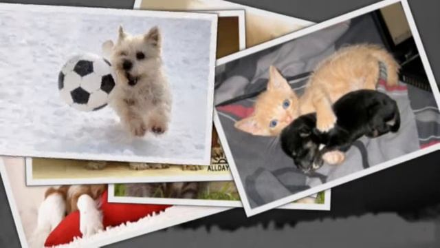 САМЫЕ СМЕШНЫЕ СОБАКИ 2015 - Лучшая Подборка #39 - Прикольные и Весёлые Собаки - ДО СЛЁЗ смотреть онлайн