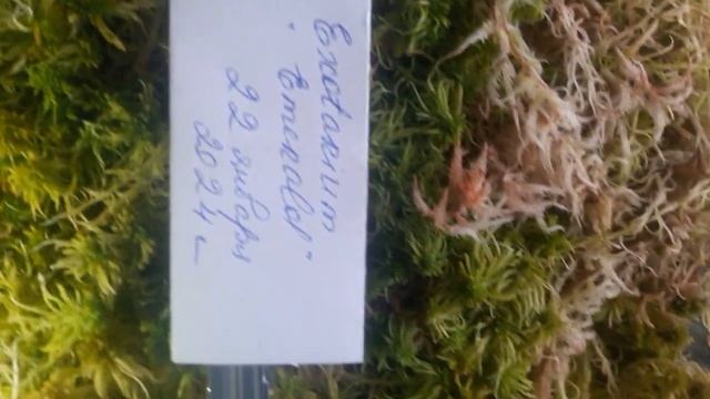 🌳 Как сохранить и вырастить живой мох сфагнум зимой смотреть онлайн