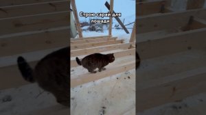 Строю сарай для лошади. Дешево.