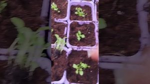 Пикировка вербены бонарской