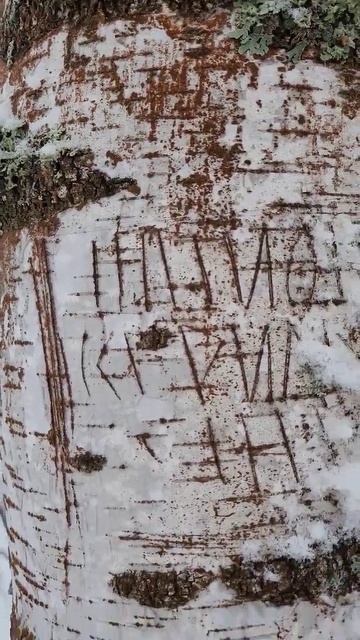 берёза это грибы? смотреть онлайн