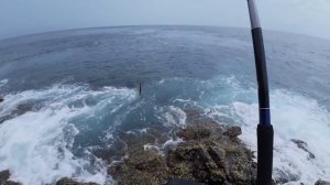 Сарган - мутант! Я никогда не видел таких гигантов