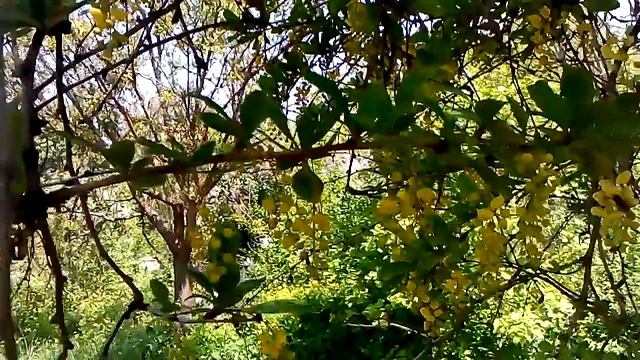 барбарис смотреть онлайн